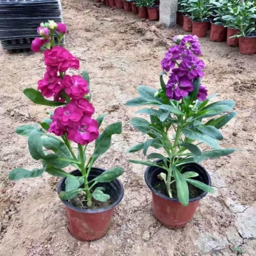 紫罗兰，110盆花，一手货源地