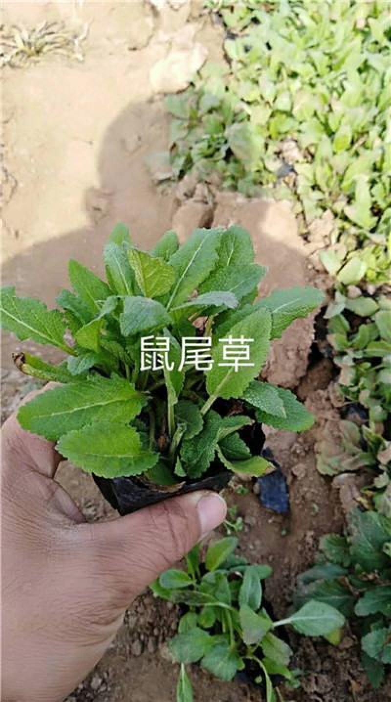 地被鼠尾草，宿根鼠尾草，大量现货，山东货源