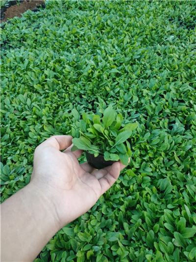 地被鼠尾草，宿根鼠尾草，大量现货，山东货源