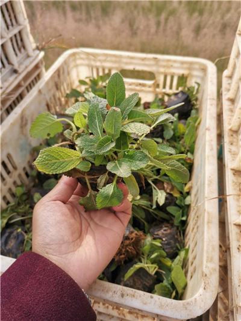 地被鼠尾草，宿根鼠尾草，大量现货，山东货源