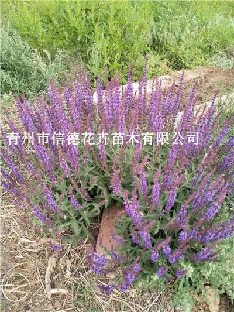 地被鼠尾草，宿根鼠尾草，大量现货，山东货源