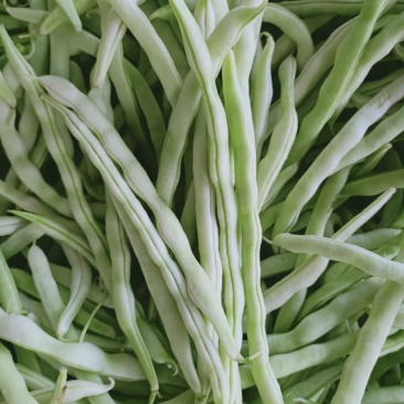 城固精品白不老豆角，条直色白无虫眼，产地直销，大量供货