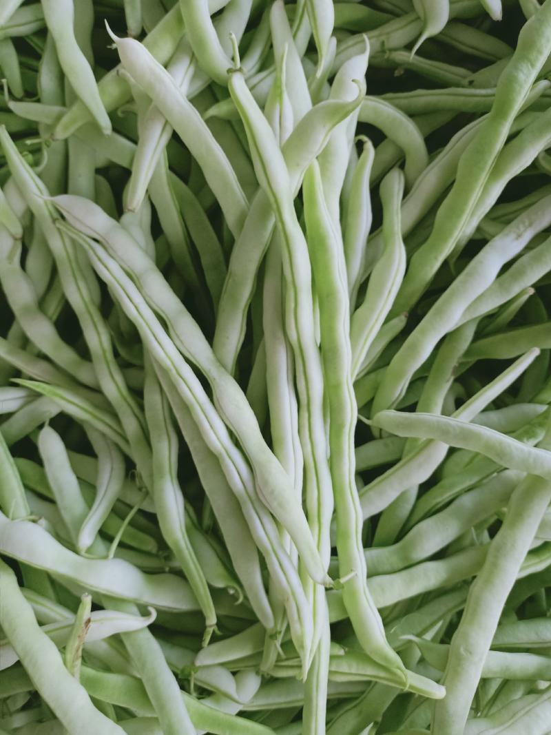 城固精品白不老豆角，条直色白无虫眼，产地直销，大量供货