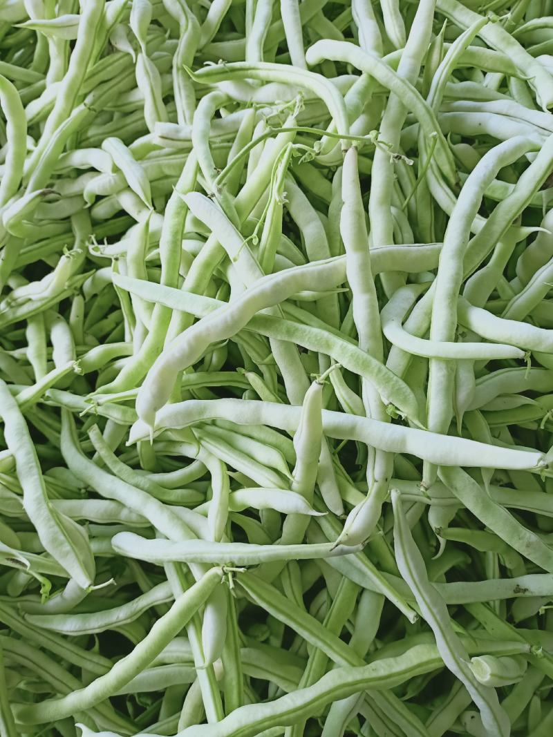 城固精品白不老豆角，条直色白无虫眼，产地直销，大量供货