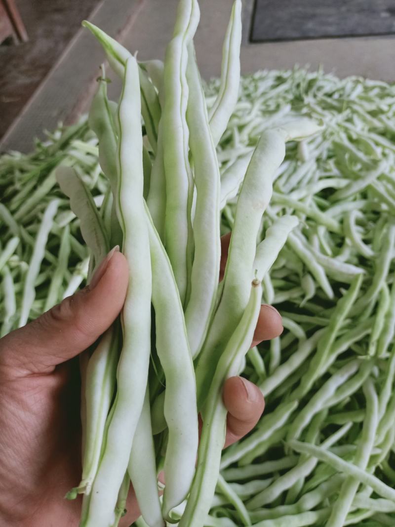 城固精品白不老豆角，条直色白无虫眼，产地直销，大量供货