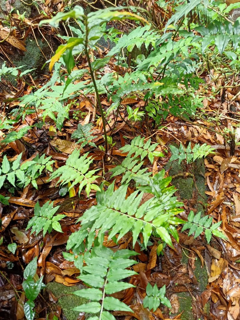 高海拔多年黄金竹根七鲜货，货源紧缺量不多需要的预定。