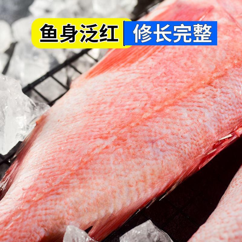 【现捕现发】红石斑鱼活体新鲜冷冻深海鱼富贵鱼大眼鱼包邮