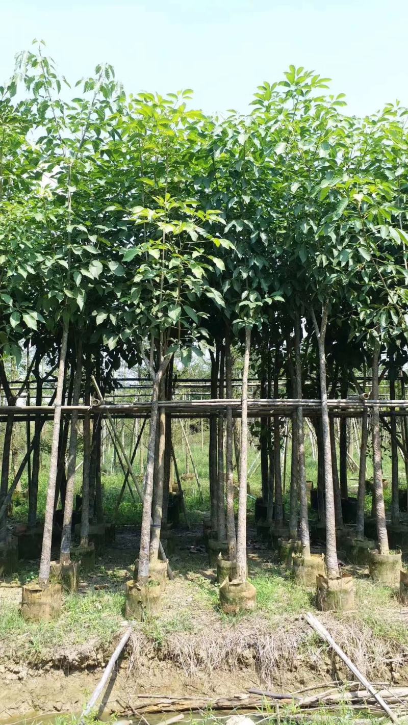 5-10分红花风铃木袋苗，广东红花风铃木
