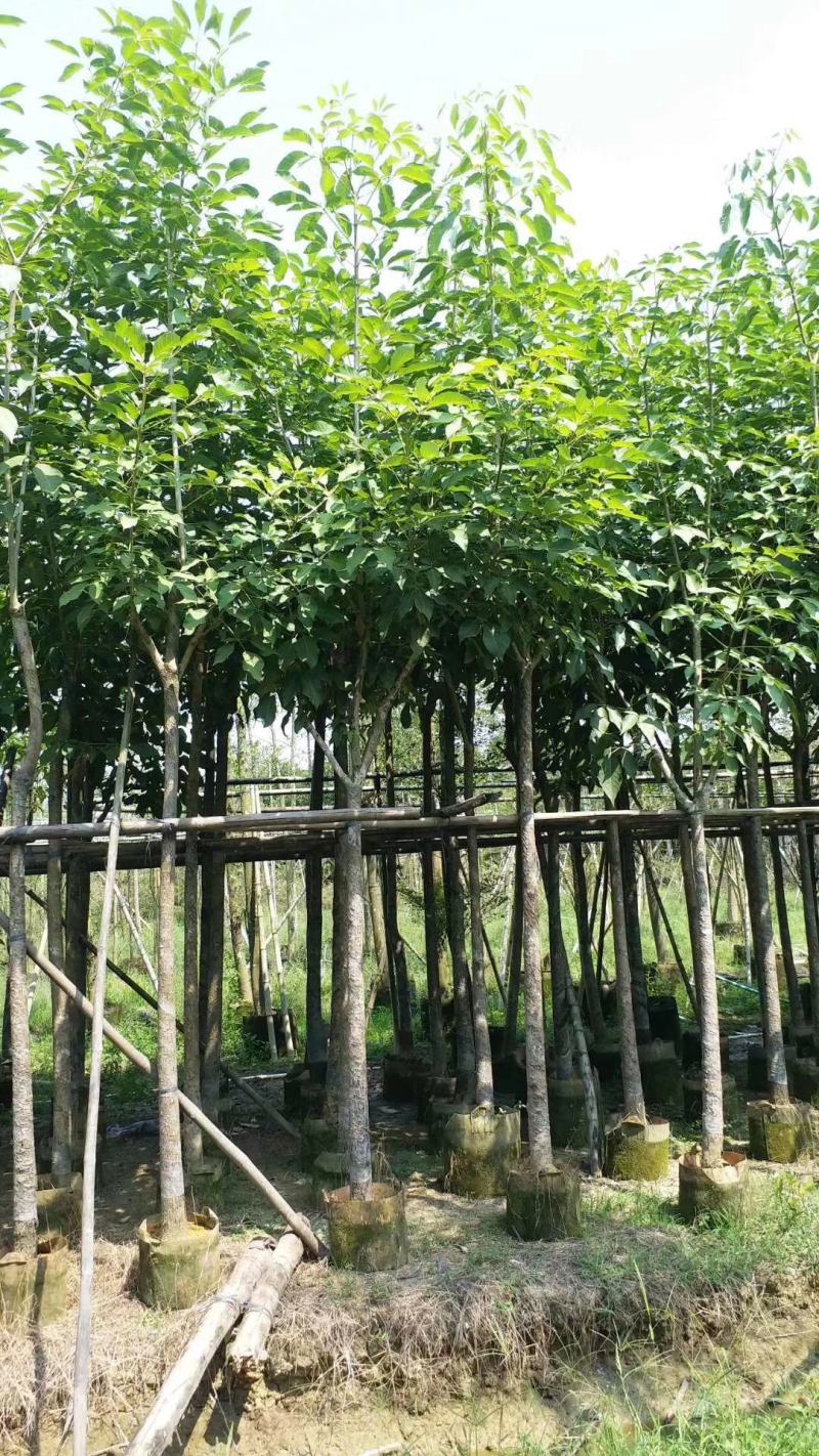 5-10分红花风铃木袋苗，广东红花风铃木