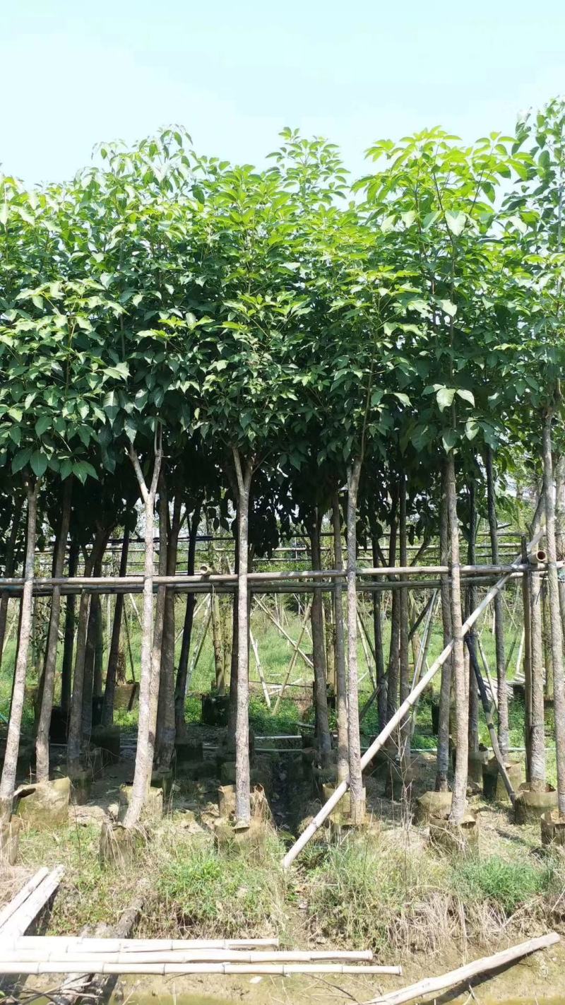 5-10分红花风铃木袋苗，广东红花风铃木