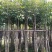 5-10分红花风铃木袋苗，广东红花风铃木
