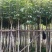 5-10分红花风铃木袋苗，广东红花风铃木