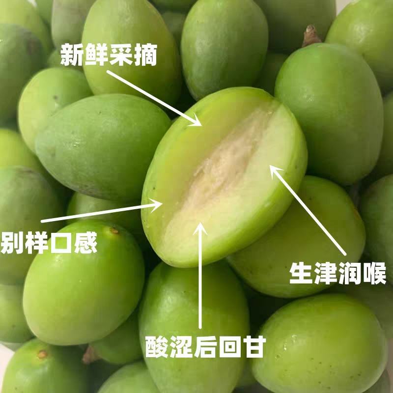 2023年新橄榄青橄榄可榨汁可煲汤可腌制