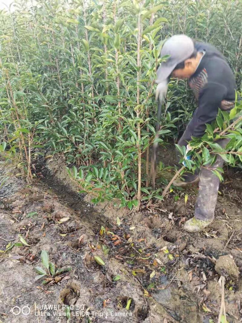 精品珊瑚种植基地