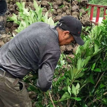 精品珊瑚种植基地