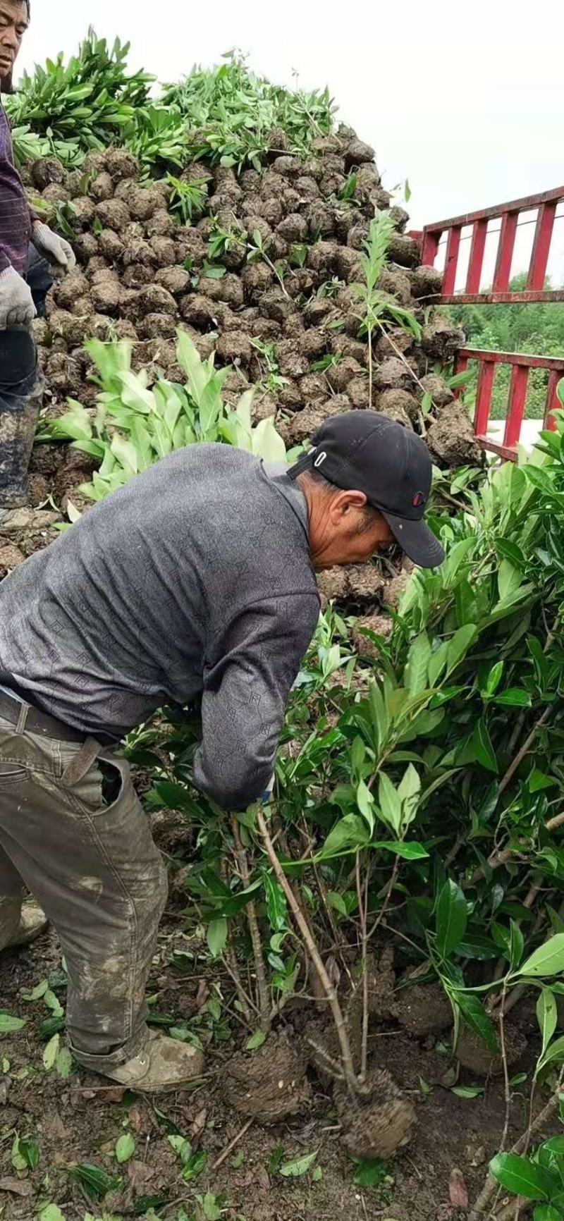 精品珊瑚种植基地