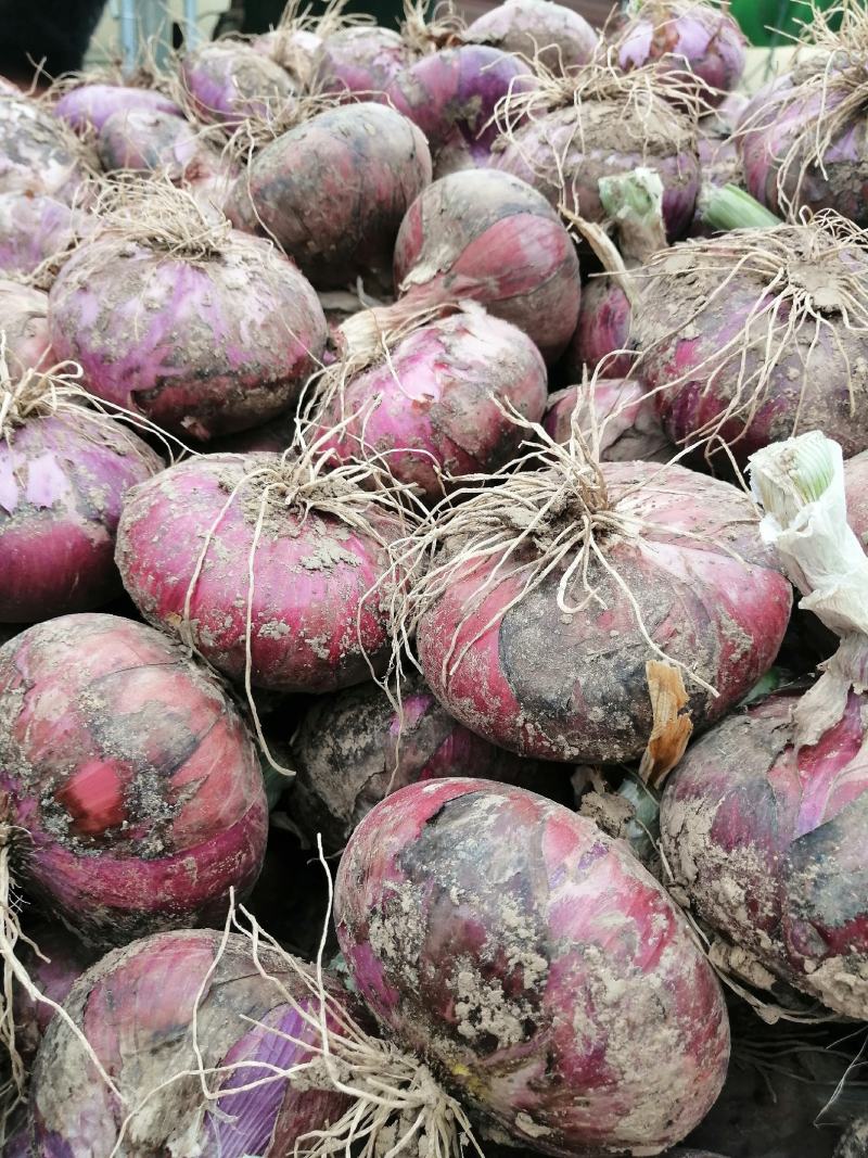 河南省內黃縣洋蔥大量上市曰成交量千噸