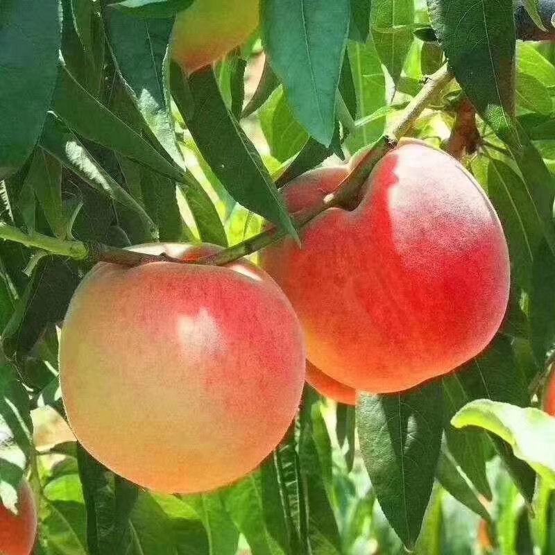 亚磷酸钾促进花芽分化保花膨果提色抗病增产