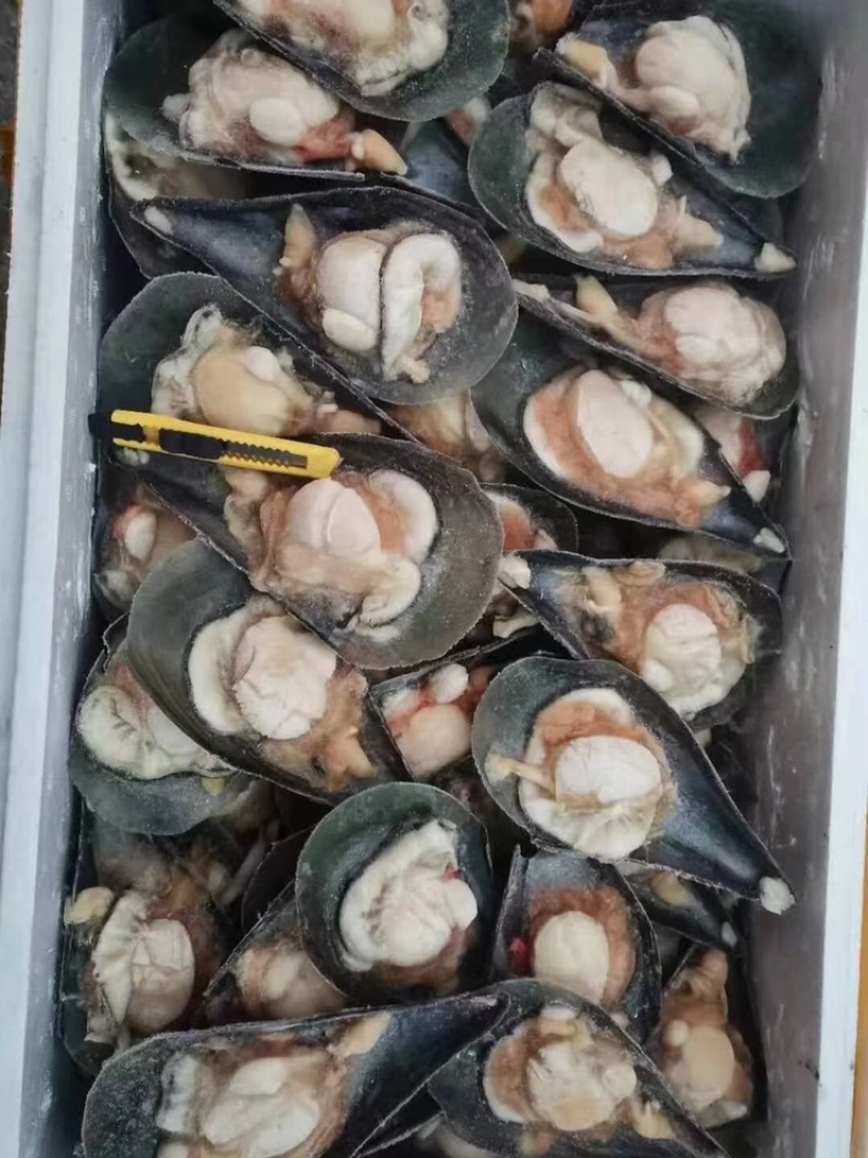 蒜蓉粉丝带子半壳瑶贝半壳带子大绿贝薄壳脆肉清蒸烧烤