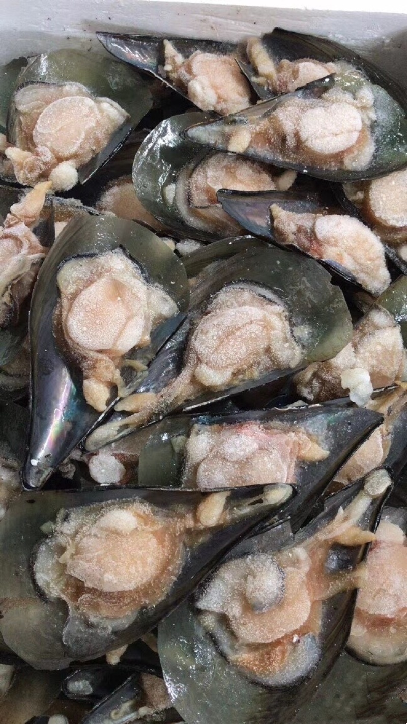 蒜蓉粉丝带子半壳瑶贝半壳带子大绿贝薄壳脆肉清蒸烧烤