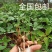 云南丽江滇重楼4年苗优品，矮杆单芽、多芽，提供技术包成活
