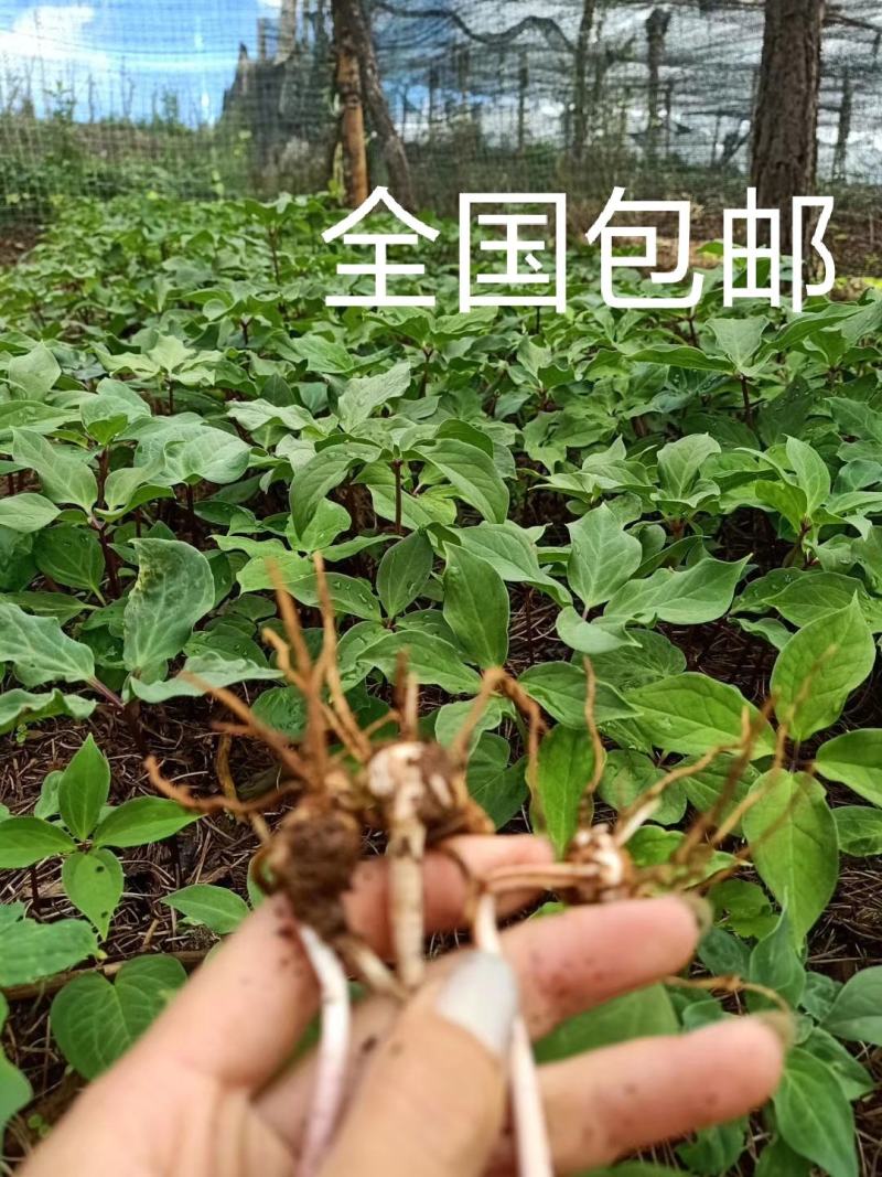 云南丽江滇重楼4年苗优品，矮杆单芽、多芽，提供技术包成活