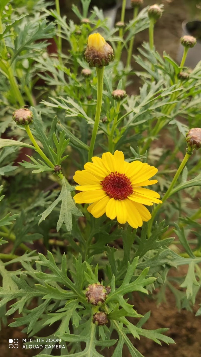 玛格丽特木春菊木茼蒿黄金菊杯苗多年生宿根花卉植物