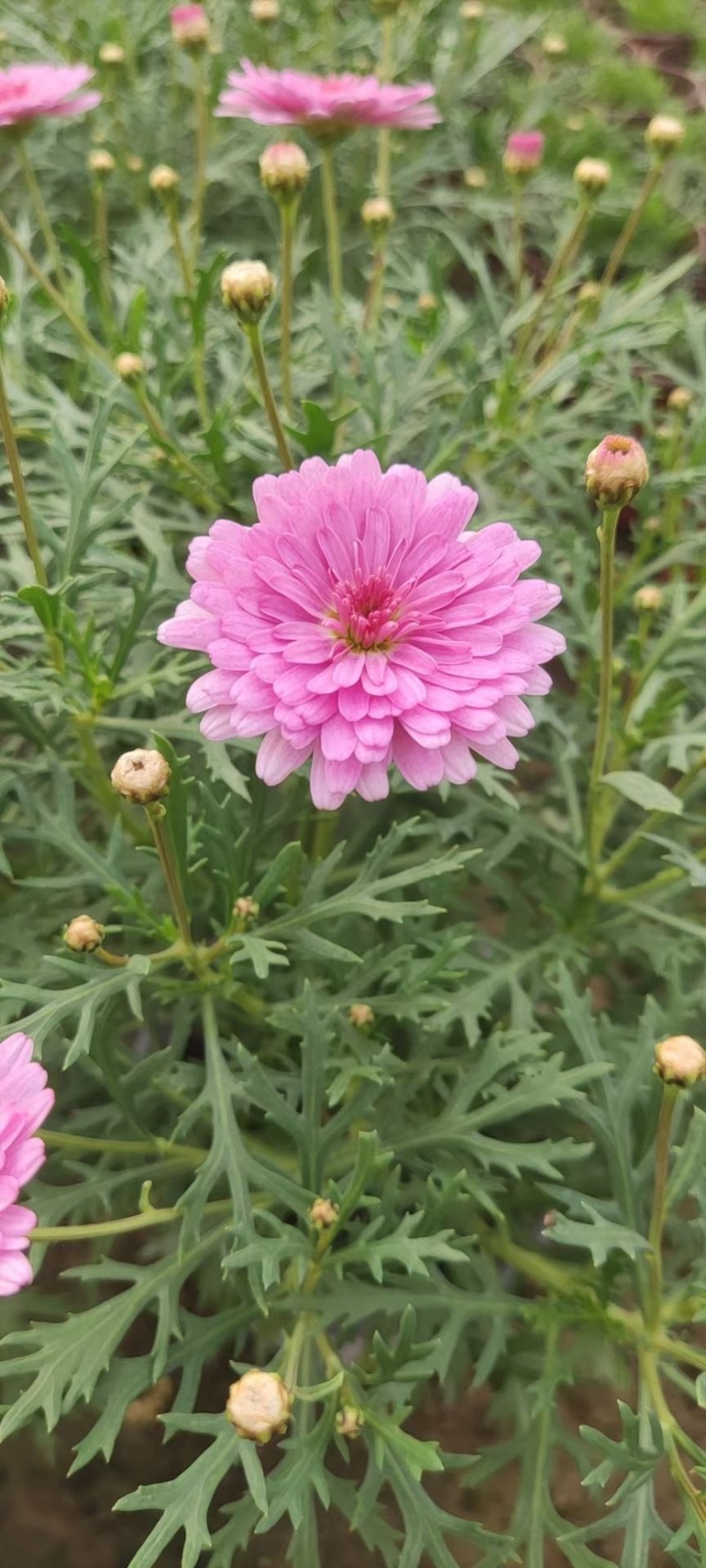 玛格丽特木春菊木茼蒿黄金菊杯苗多年生宿根花卉植物