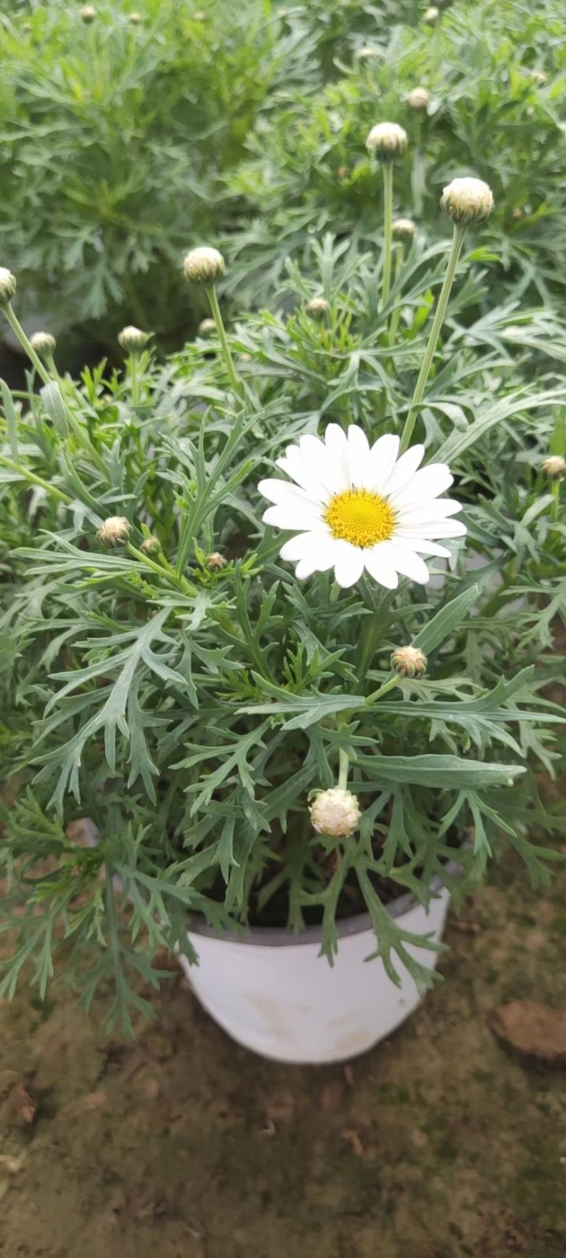 玛格丽特木春菊木茼蒿黄金菊杯苗多年生宿根花卉植物