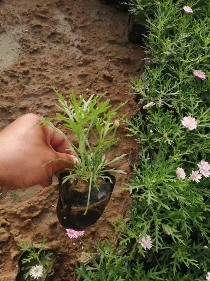玛格丽特木春菊木茼蒿黄金菊杯苗多年生宿根花卉植物