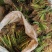 宽叶药用石菖蒲苗，石菖蒲大种苗。全国包邮