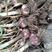 河北大名淤地紫皮大蒜蒜种——五月青，紫皮红瓣，抗病，高产