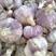 河北大名淤地紫皮大蒜蒜种——五月青，紫皮红瓣，抗病，高产