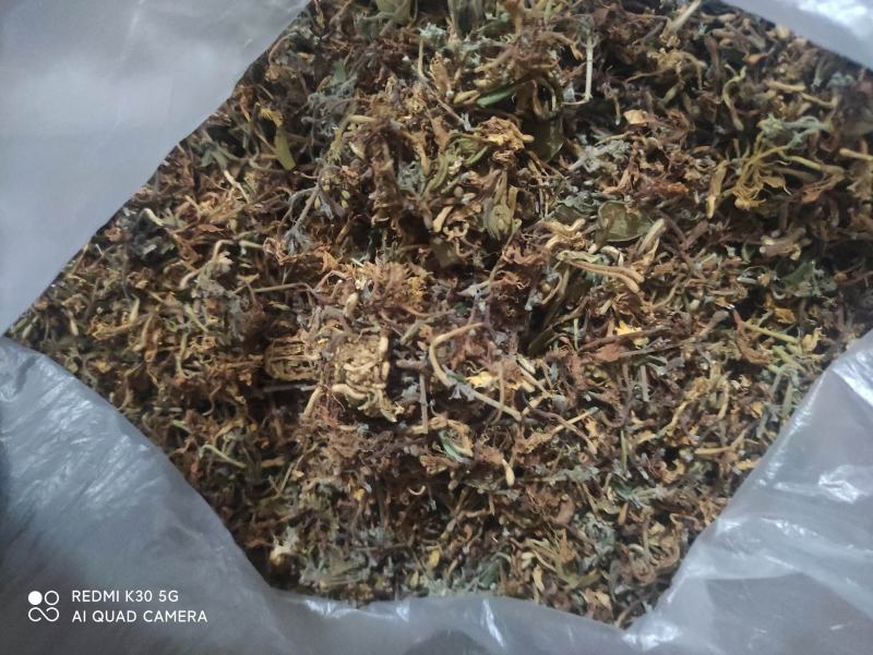 野生金银花