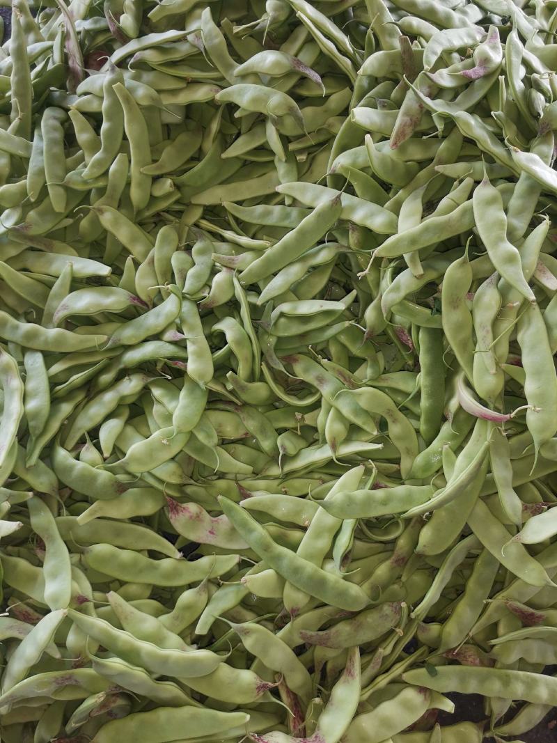 辽宁锦州北镇冷棚油豆一点红，质量杠杠好