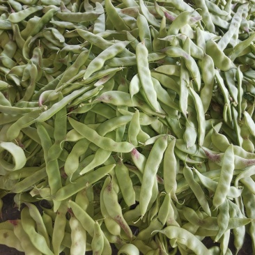 辽宁锦州北镇冷棚油豆一点红，质量杠杠好