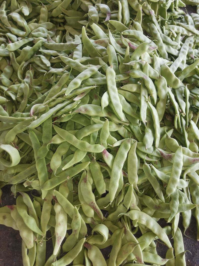 辽宁锦州北镇冷棚油豆一点红，质量杠杠好