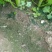 海藻鱼蛋白水溶肥强力生根增强光合作用保花澎果增加糖分