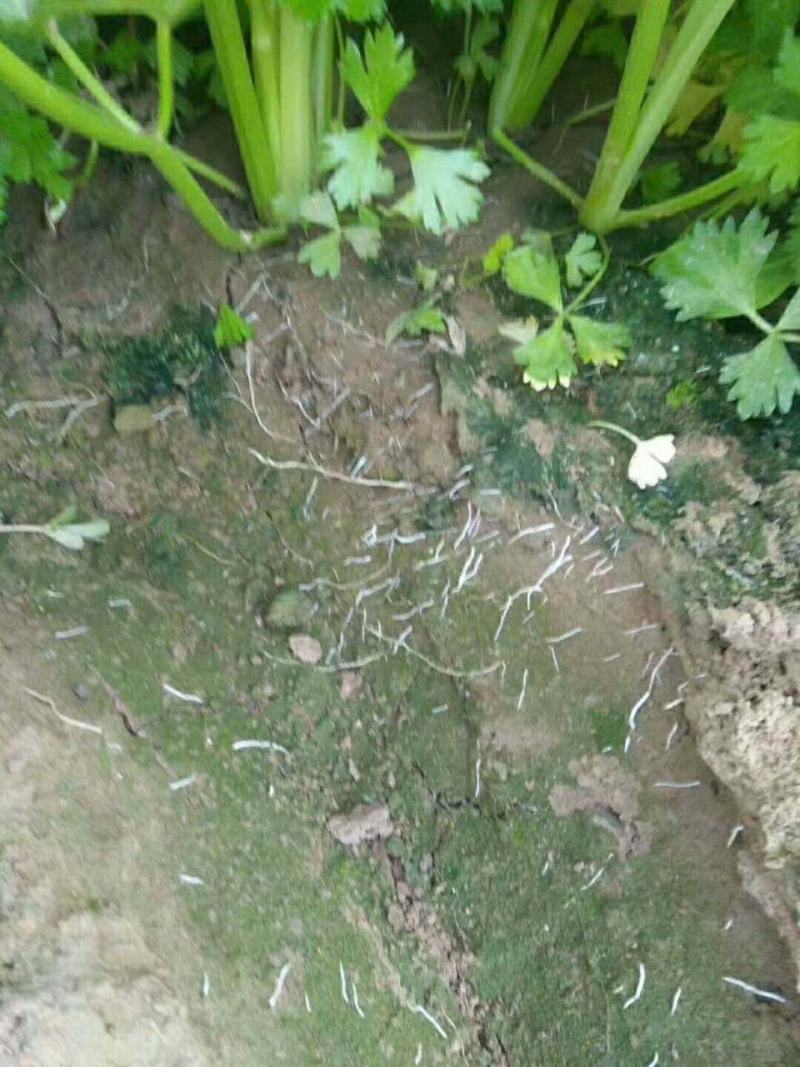 海藻鱼蛋白水溶肥强力生根增强光合作用保花澎果增加糖分