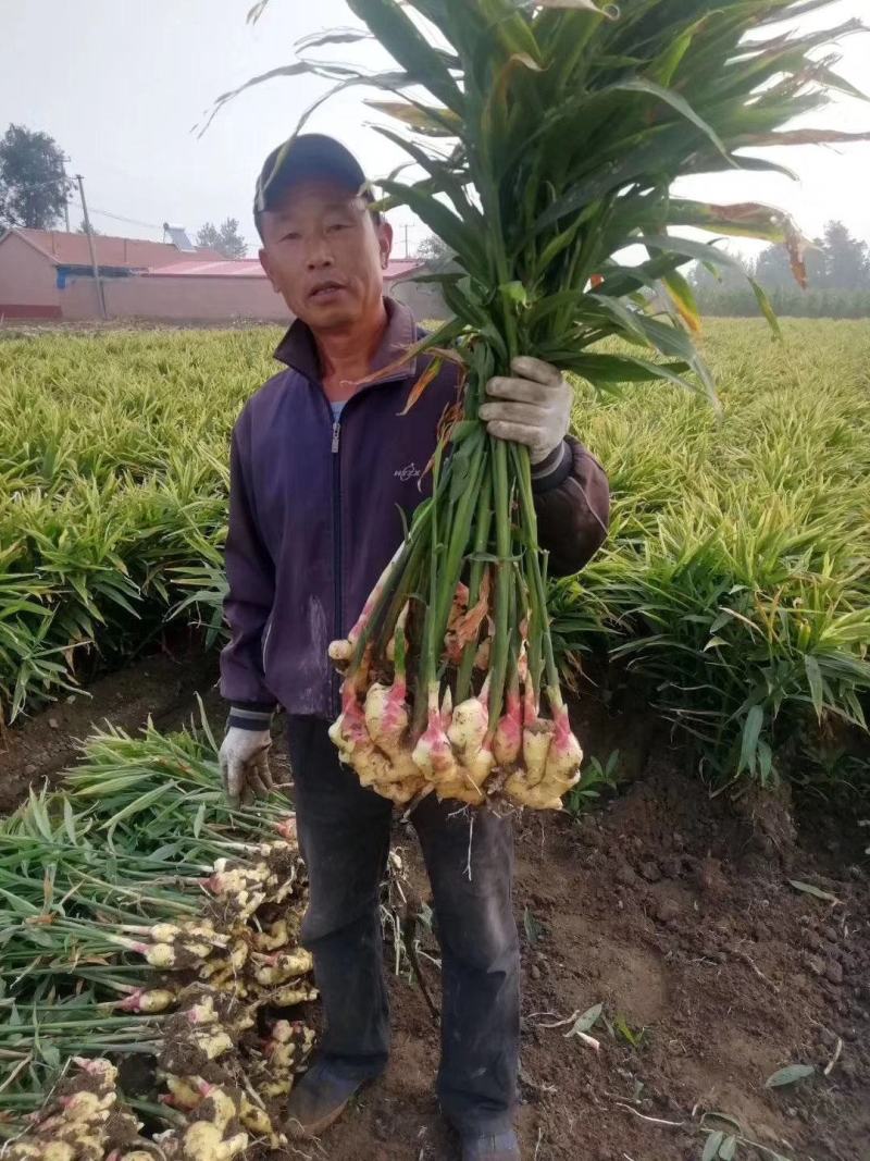 海藻鱼蛋白水溶肥强力生根增强光合作用保花澎果增加糖分