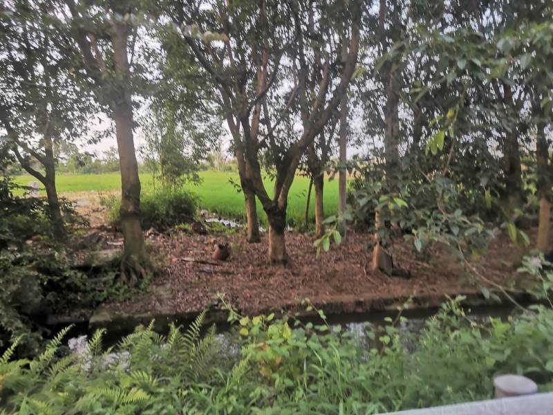 黄葛村15公分一4O公分