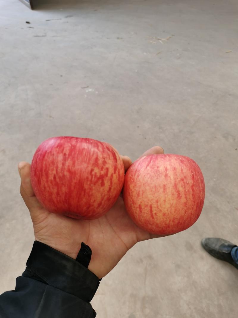 富士苹果，河北中秋王，富士苹果品种齐全，欢迎新老顾客进店