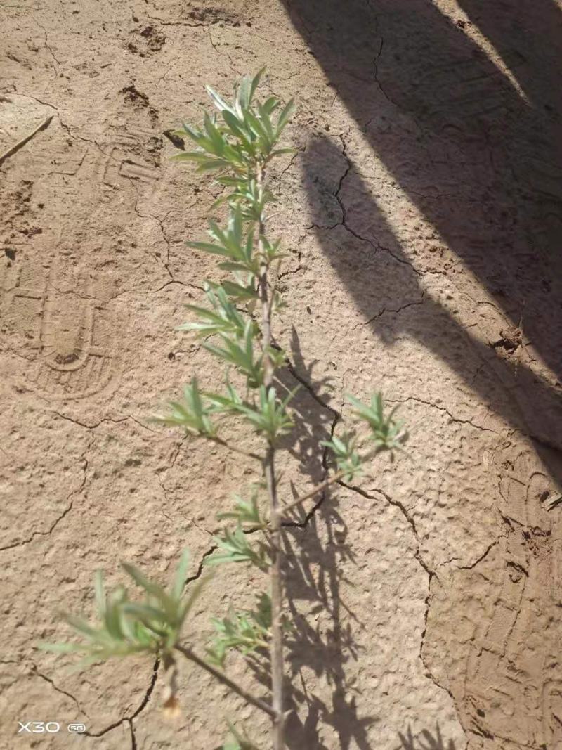 江孜沙棘杯苗产地直供
