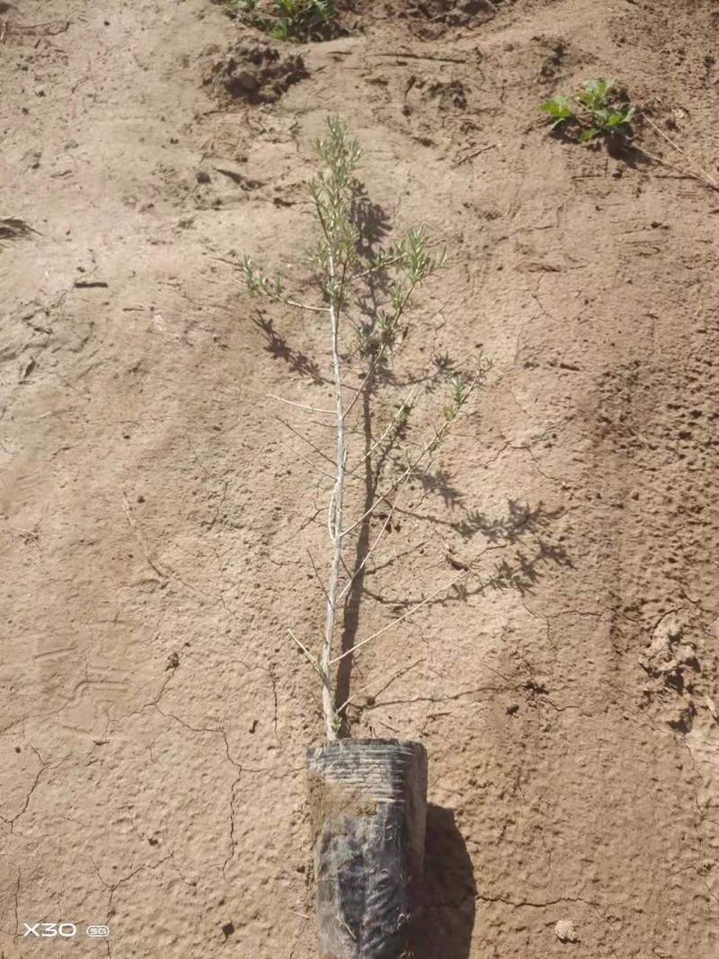 江孜沙棘杯苗产地直供