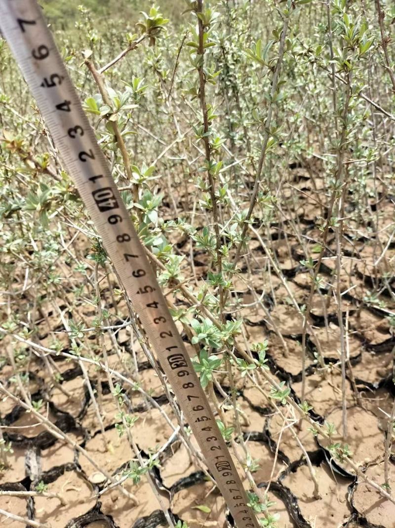 江孜沙棘杯苗产地直供