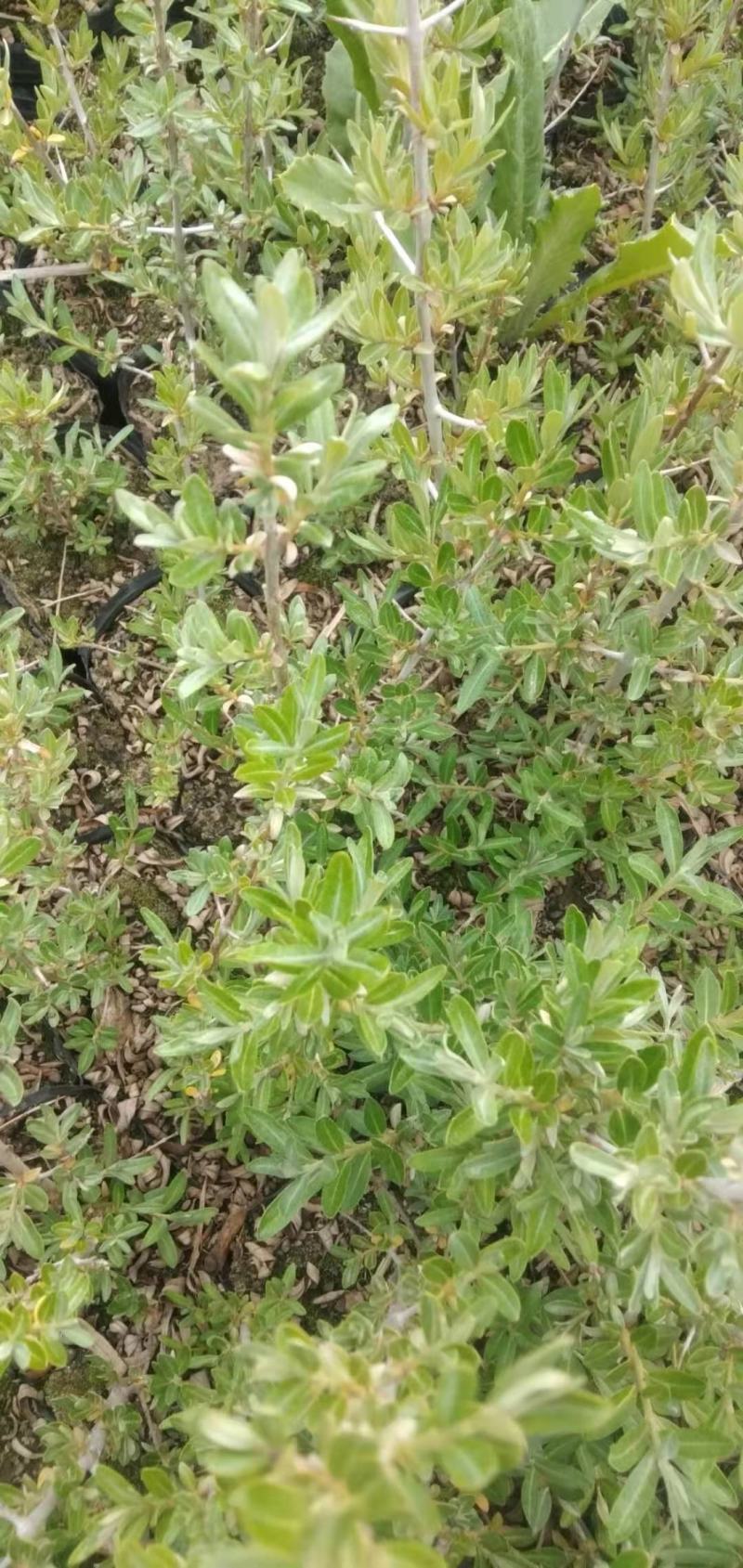 江孜沙棘杯苗产地直供