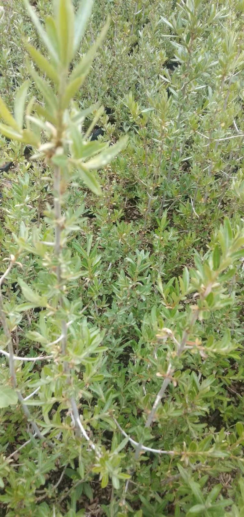 江孜沙棘杯苗产地直供