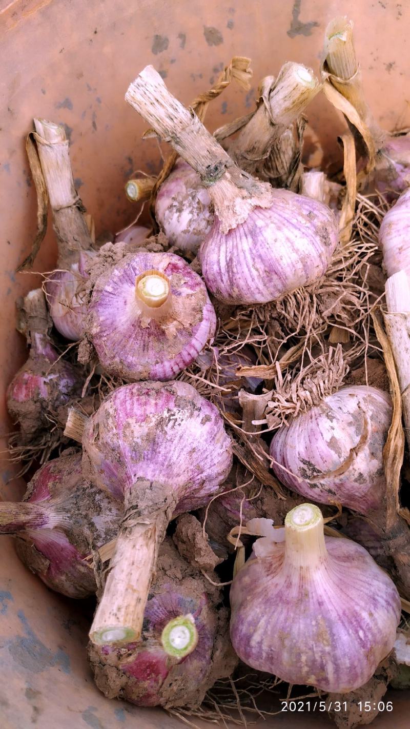 大名紫皮大蒜蒜种把蒜