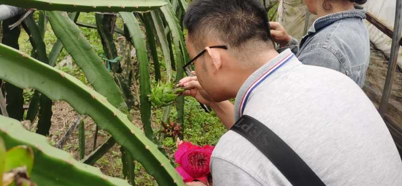 叶面肥有机磷钾磷酸二氢钾正宗热法工厂直销无中间商。