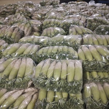 青头萝卜！一斤半到两斤半！品质好！价格合理！